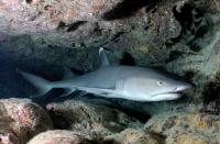 The Whitetip Reef Shark
