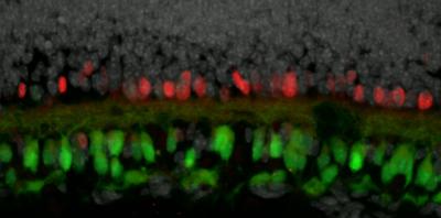 Neurons in the Retina
