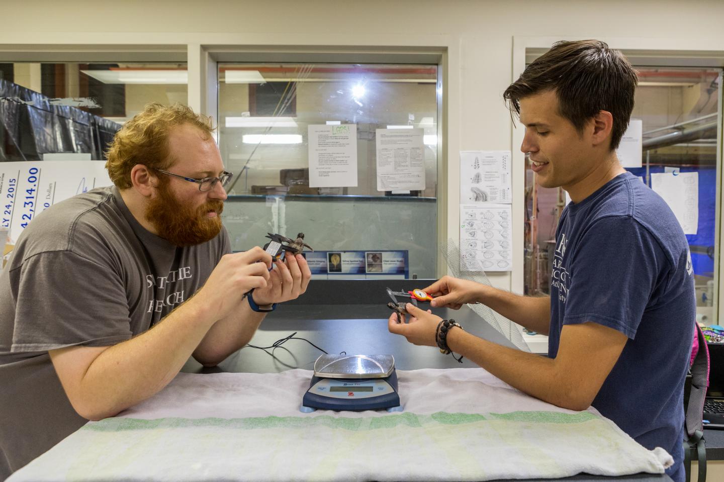 Measuring a Sea Turtle Hatchling