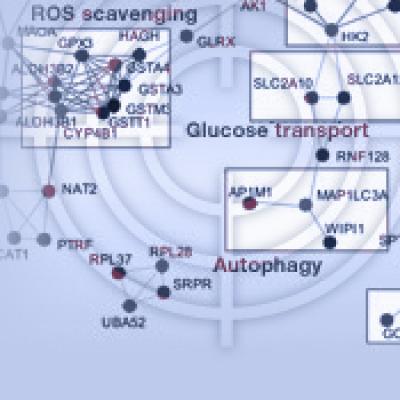 Network Analysis of Gene Expression Data