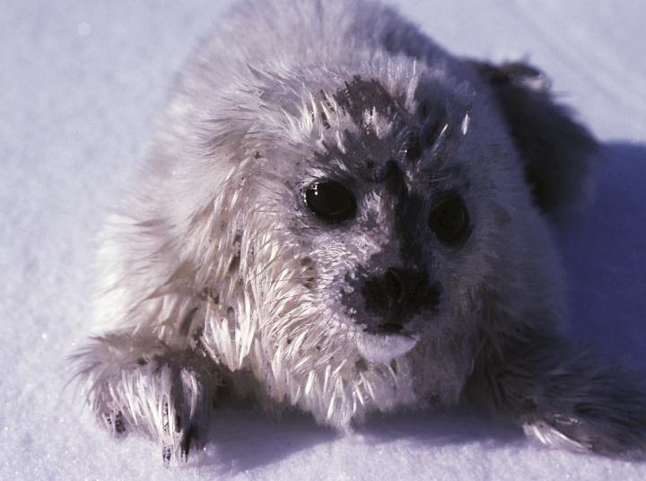 Ringed Seal