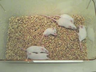 New Disease-Modeling Method: SMA in Mice