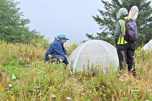 butterfly research2