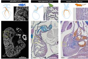 Distribution of coronary arteries in fish, frogs and mice.