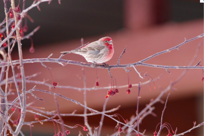 House Finch [IMAGE] | EurekAlert! Science News Releases