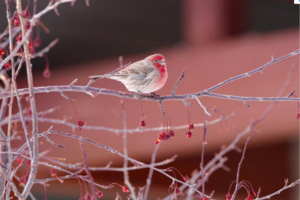 House Finch