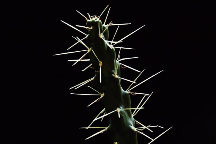 Cholla [IMAGE] | EurekAlert! Science News Releases