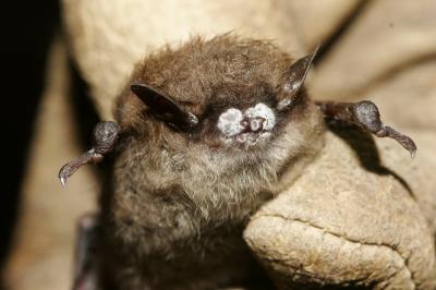 Little Brown Bat; Close-up of Nose with Fungus