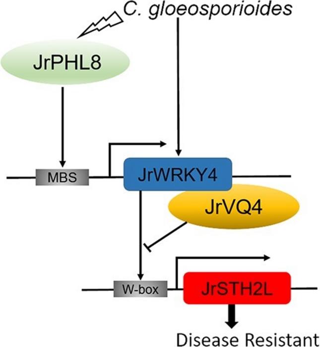 A working model illustrating the role of JrPHL8-JrWRKY4-JrSTH2L in walnut response to Colletotrichum gloeosporioides.