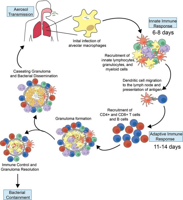 Infection of the alveolar macrophages is tuberculosis’s first step—what if we could change that?