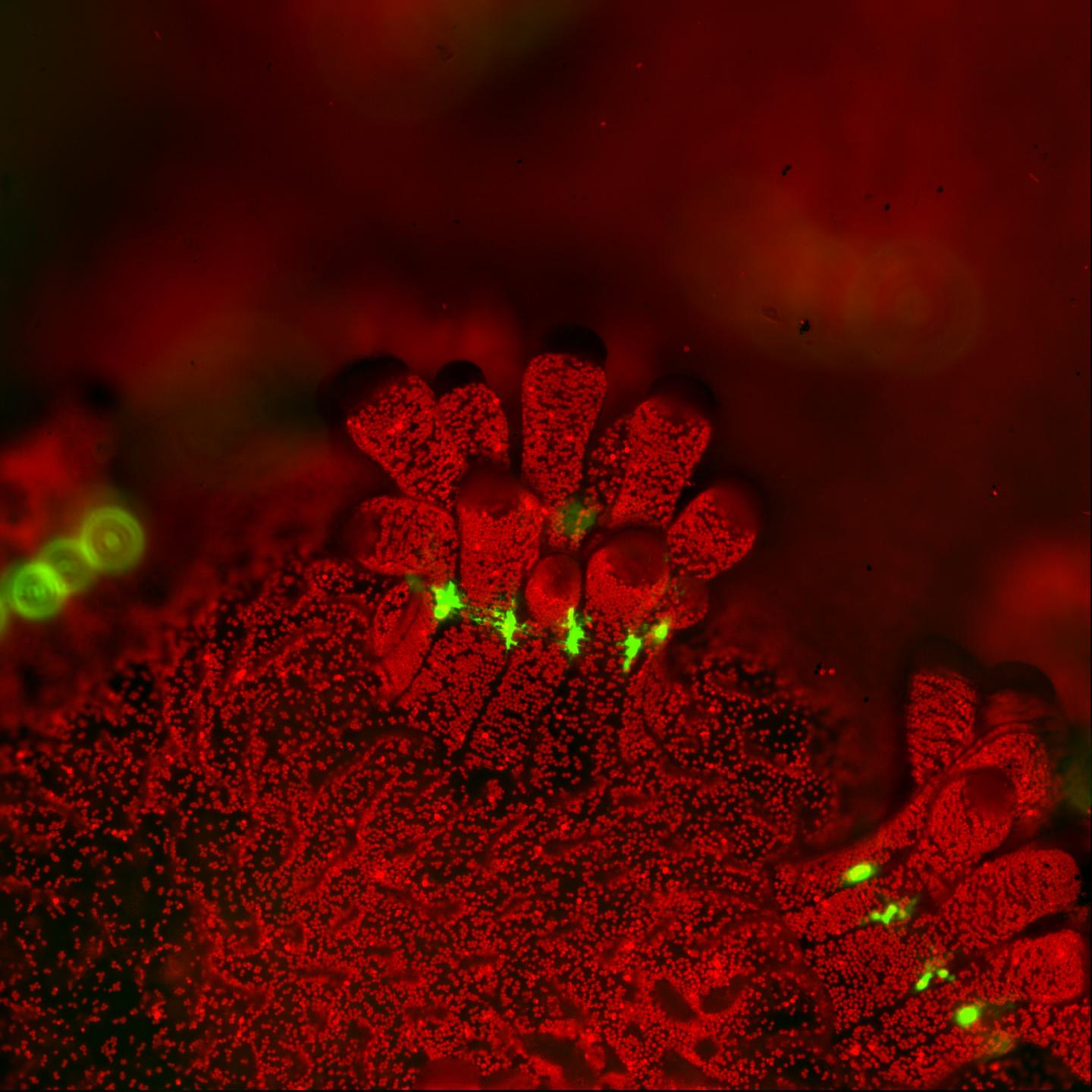 Fluorescent close-up of polyp
