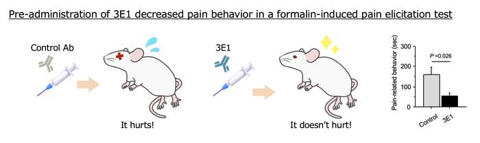 Administration of anti-CADM1 antibody protects mice from pain