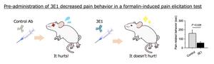 Administration of anti-CADM1 antibody protects mice from pain