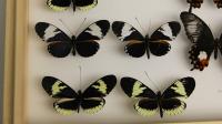 <em>Heliconius cydno </em>Butterflies (1 of 2)