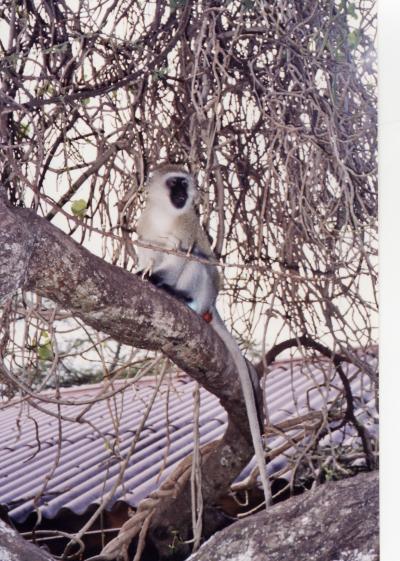 Vervet Monkey