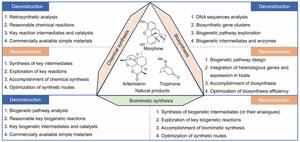 Chemical synthesis, biosynthesis, and biomimetic synthesis of natural products.