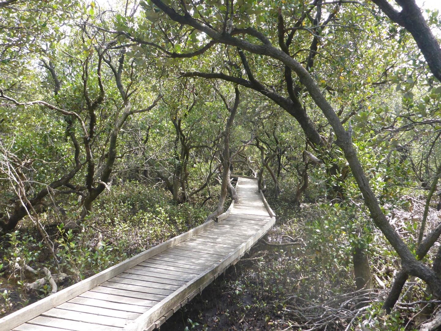 St Kilda mangrove trail