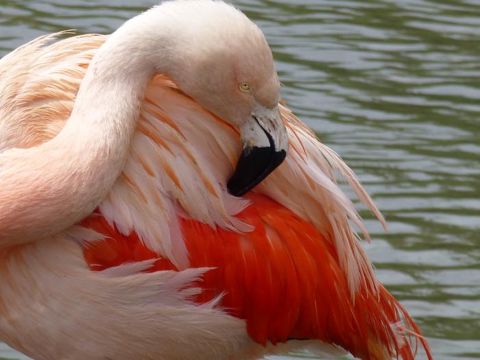 Chilean flamingo preening