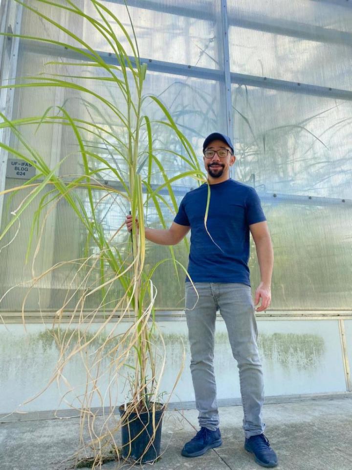 CABBI's Ayman Eid with gene-edited sugarcane