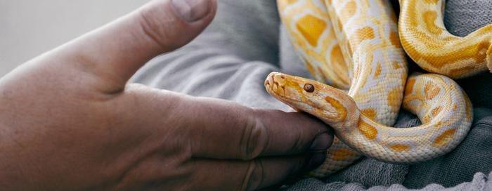 Yellow and white snake