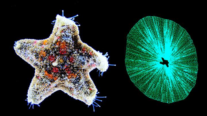 Homonimous Species Names