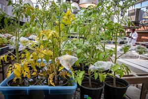 Tomato plants in the greenhouse