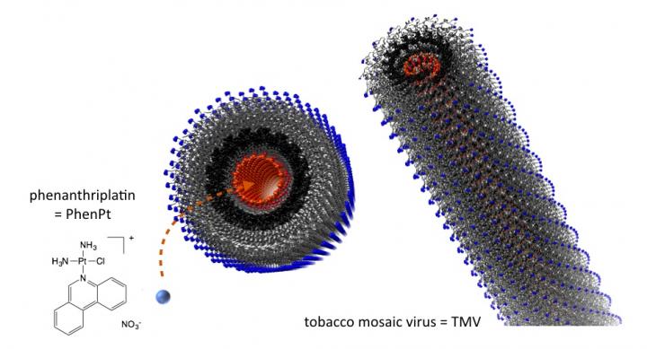 Phenanthriplatin Is Packaged inside Plant Virus Nanoparticles