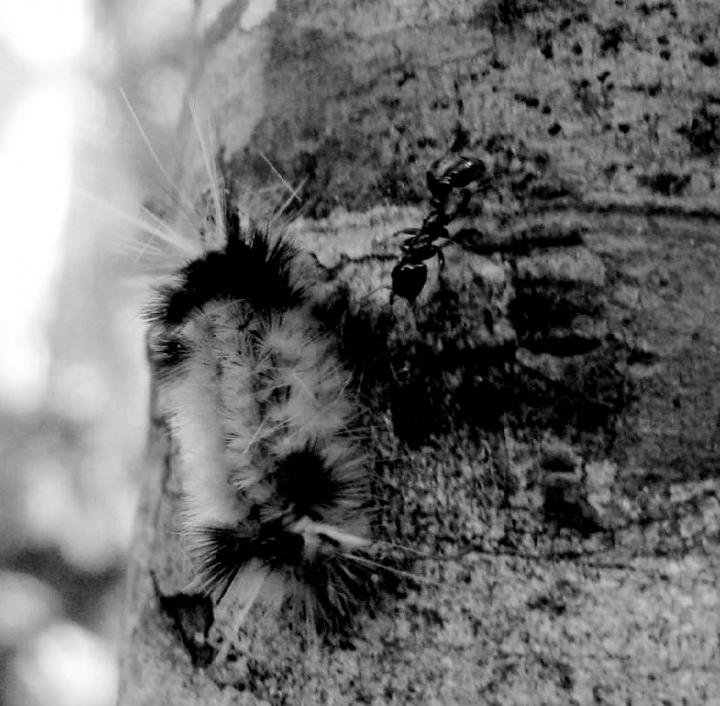 Guardian Ants: How Far Does The Protection Of A Plant-Ant Species To Its Specific Host Go? (2/2)