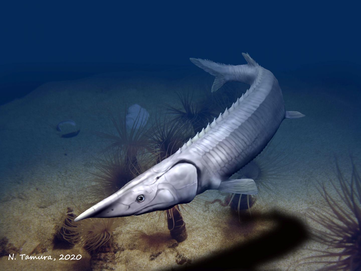 300 Million Year Old Fish Resembled Sturgeon