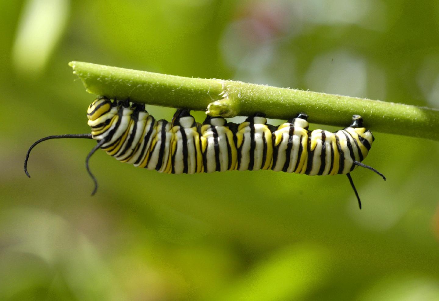 Flowering Plants Drove Butterfly Diversity