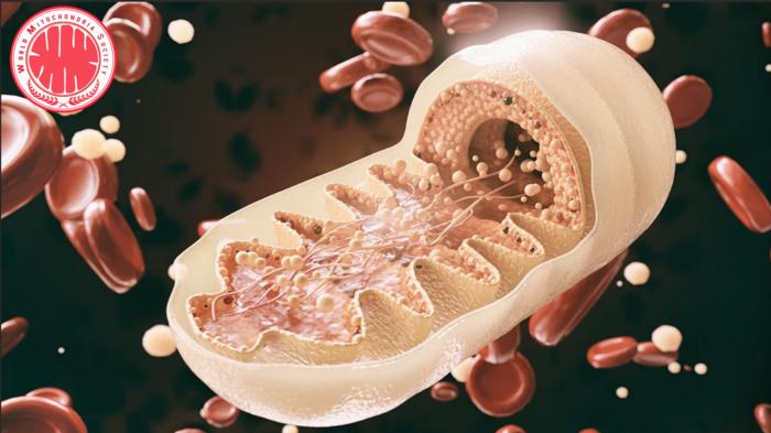 Strategic Importance and Future Applications of Mitochondria Research