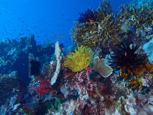 Marine ecosystem