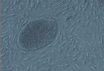 Microscopic Image Mouse Embryonic Stem Cell Lab