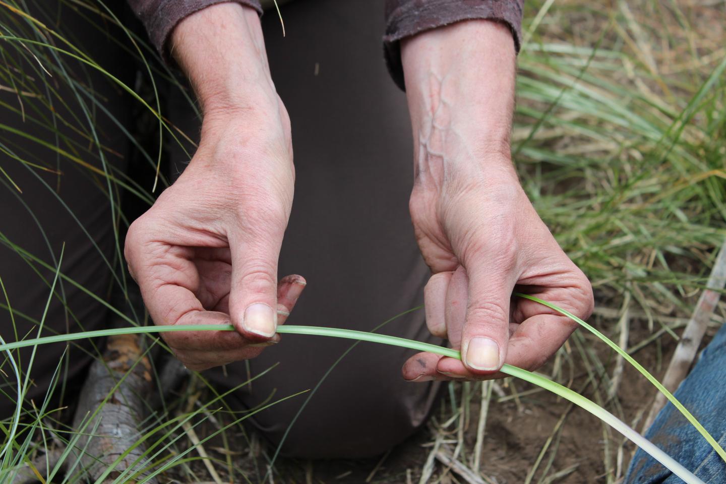 Beargrass Leaves