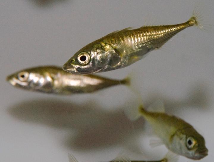 Stickleback Fish