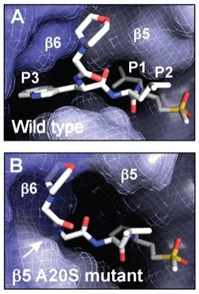 Proteasome Inhibitors Show Promise For Drug-Resistant Malaria