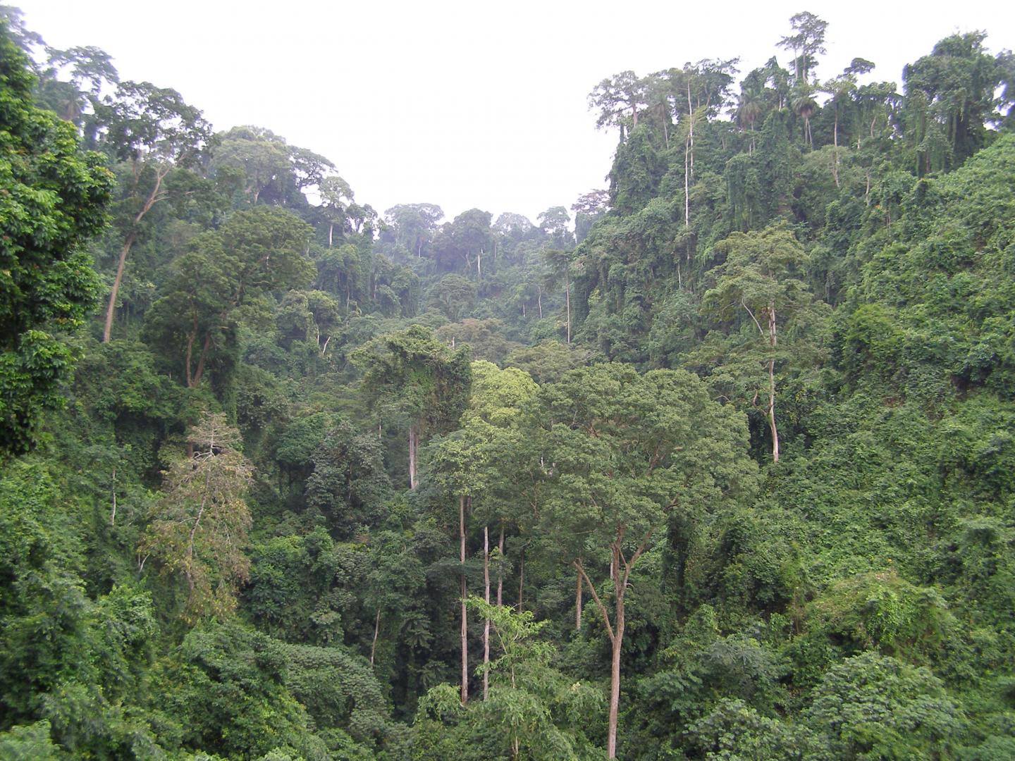 Tropical Forest of Equatorial Guinea