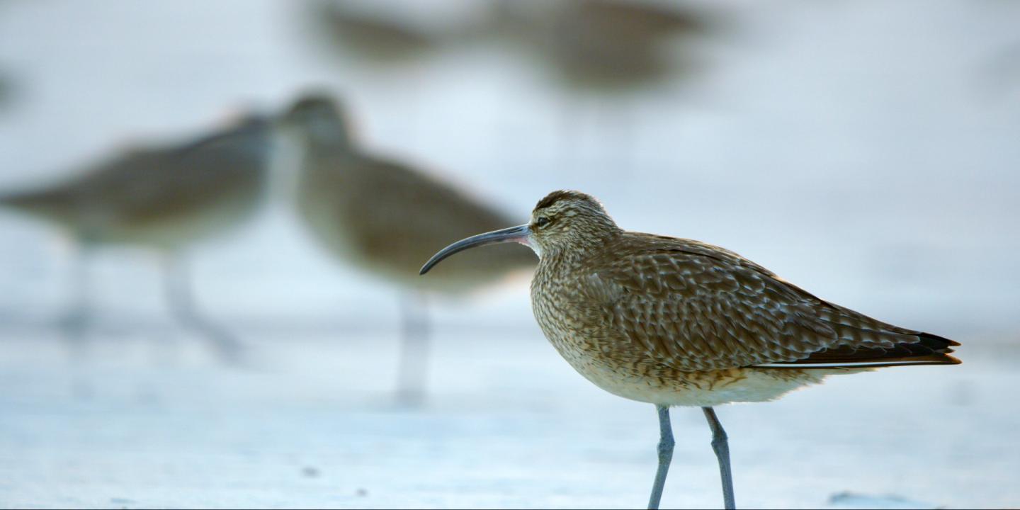 Whimbrel Portrait