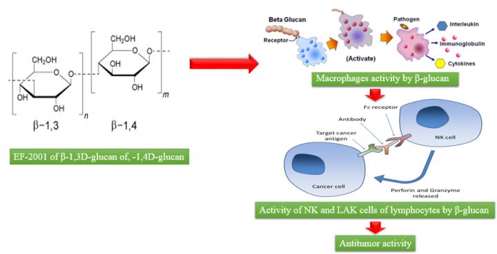 Pharmaceutical Production of Anti-tumor and Immune-potentiating Enterococcus faecalis-2001 &#946;-glucans