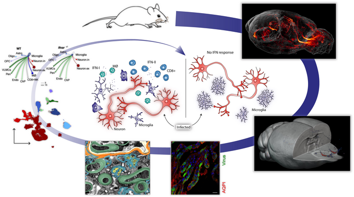 Illustration TBE-virus way into mouse brain