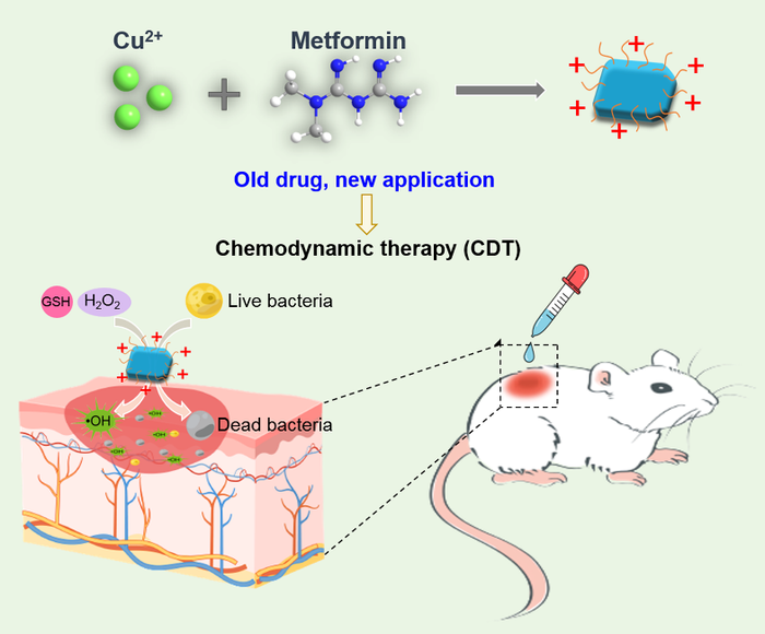 Diabetes drug improves antibacterial treatment speed and effectiveness