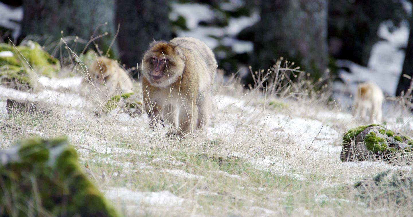 Barbary Macaques