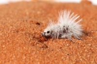 Thistle-down velvet ant (Dasymutilla gloriosa)