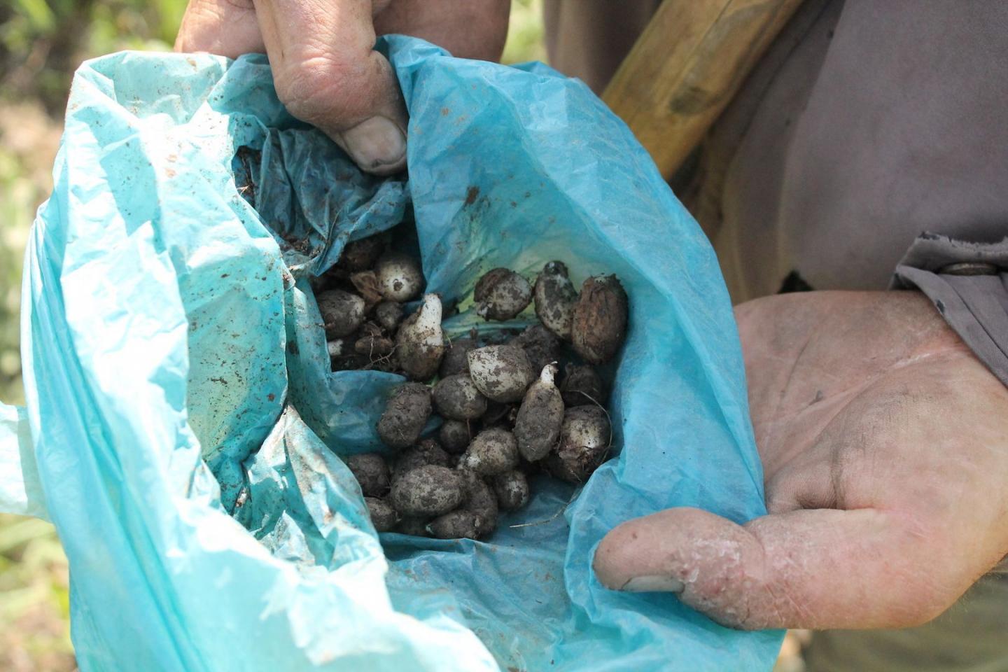 Collected Orchid Tubers