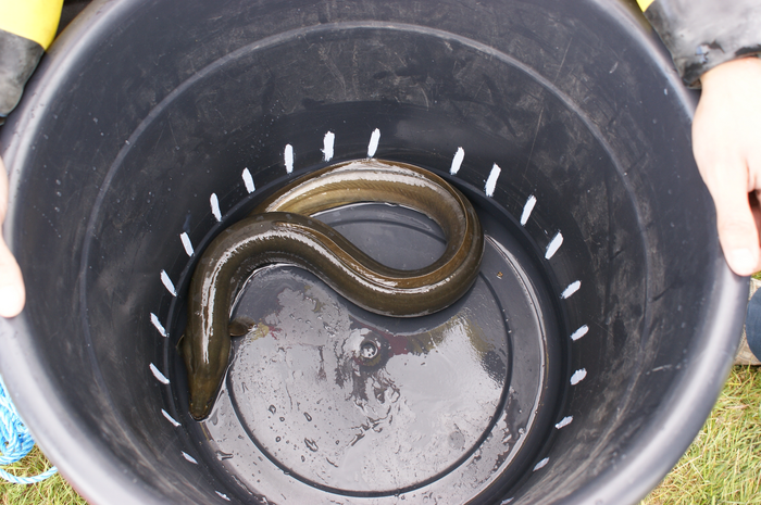 A European eel
