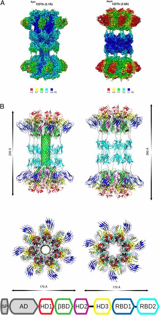 Structures of Activated <em>C. difficle</em> Binary Toxin CDTb