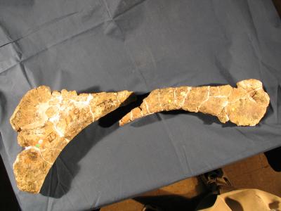 Green Fracture in Venenosaurus Hip Bone
