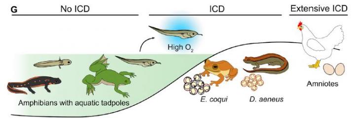 Interdigital Cell Death in Tetrapods