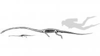 Reconstruction of Skeletons
