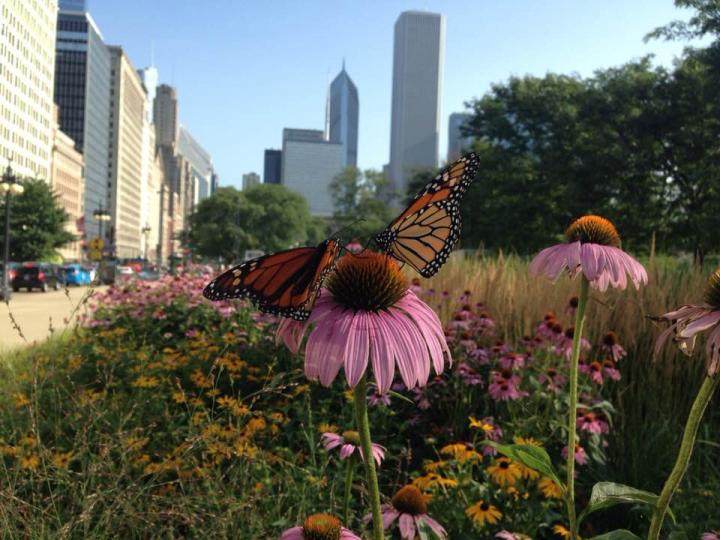 Monarchs in Downtown Chicago